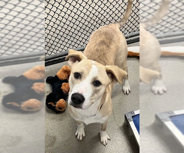 Medium Photo #1 Mutt Puppy For Sale in Sterling, MA, USA