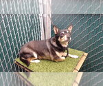 Small Chihuahua-Shiba Inu Mix
