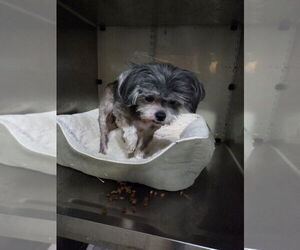 Mutt Dogs for adoption in Spring, TX, USA