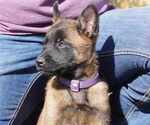 Puppy F5 Belgian Malinois