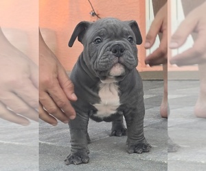 American Bully Puppy for sale in NORTH PORT, FL, USA