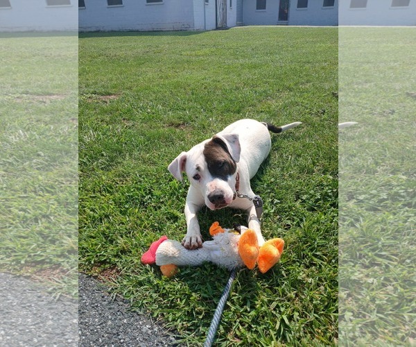 Medium Photo #3 Mutt Puppy For Sale in Rustburg, VA, USA