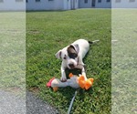 Small #2 Mutt