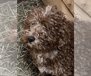 Father of the Goldendoodle-Poodle (Miniature) Mix puppies born on 05/06/2025