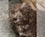 Small Photo #1 Goldendoodle-Poodle (Miniature) Mix Puppy For Sale in WARSAW, NY, USA