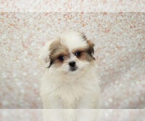 Zuchon Puppy for sale in MARIETTA, GA, USA