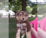Small #11 Miniature Australian Shepherd