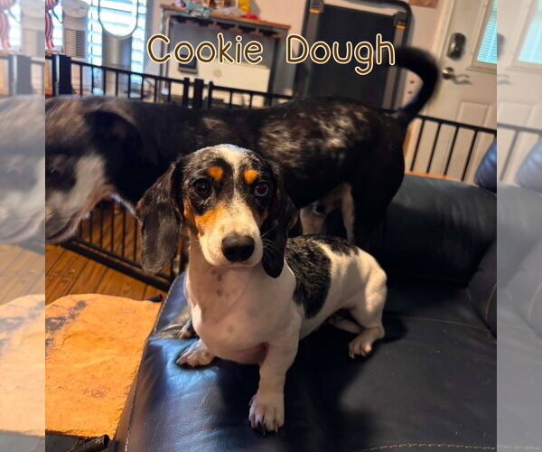 Medium Photo #18 Dachshund Puppy For Sale in San Antonio, TX, USA