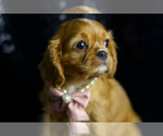 Small Photo #71 Cavalier King Charles Spaniel Puppy For Sale in WARSAW, IN, USA