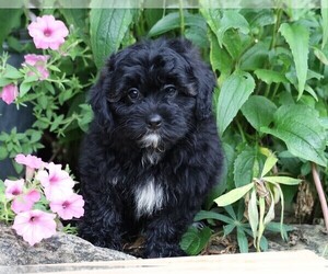 Shih-Poo Puppy for sale in FREDERICKSBG, OH, USA