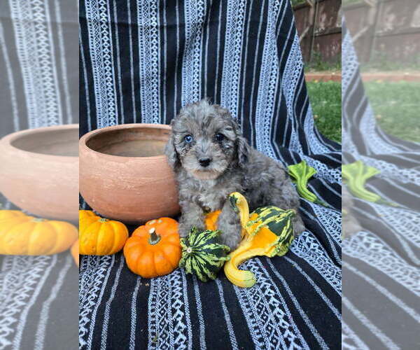 Medium Photo #9 Poodle (Miniature) Puppy For Sale in CANON CITY, CO, USA