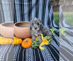 Small #8 Poodle (Miniature)