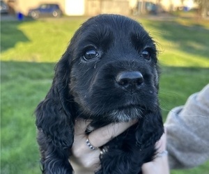 Colonial Cocker Spaniel Puppy for sale in OREGON CITY, OR, USA