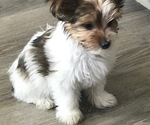 Small Photo #3 Yorkshire Terrier Puppy For Sale in ALPINE, UT, USA