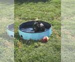 Small #14 German Shepherd Dog-Staffordshire Bull Terrier Mix