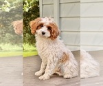 Small #3 Cavapoo (Miniature)