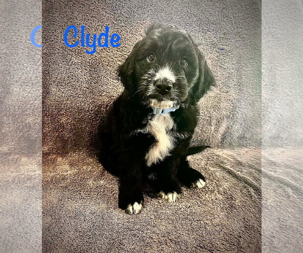 Medium Photo #1 Poodle (Standard)-Unknown Mix Puppy For Sale in Oakhurst, NJ, USA