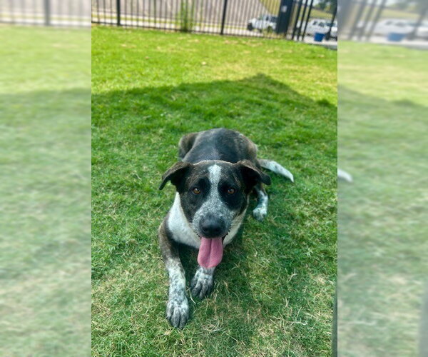 Medium Photo #1 German Shepherd Dog-Unknown Mix Puppy For Sale in Temple, TX, USA