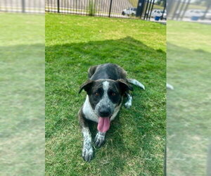 German Shepherd Dog-Unknown Mix Dogs for adoption in Temple, TX, USA