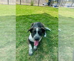 Small German Shepherd Dog Mix