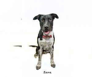 Pointer-Unknown Mix Dogs for adoption in Hot Springs Village, AR, USA