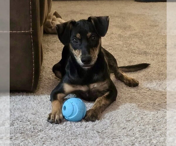Medium Photo #6 Doberman Pinscher-Retriever  Mix Puppy For Sale in Virginia Beach, VA, USA