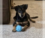 Small #5 Doberman Pinscher-Retriever  Mix