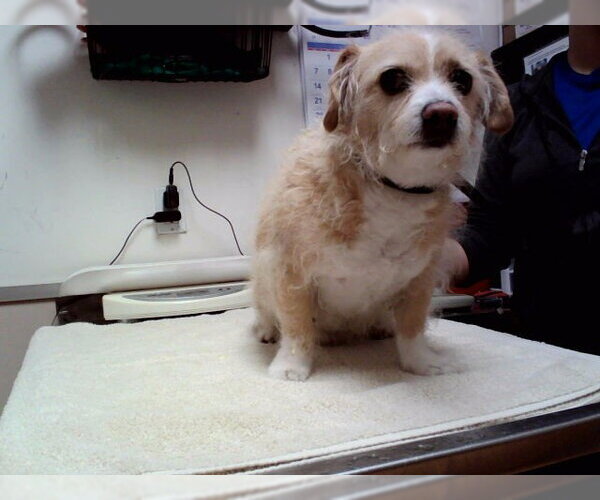 Medium Photo #1 Mutt Puppy For Sale in Martinez, CA, USA