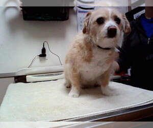 Mutt Dogs for adoption in Martinez, CA, USA