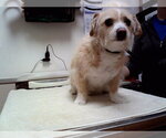 Small Mutt