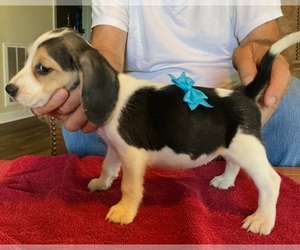 Beagle Puppy for sale in BOWLING GREEN, KY, USA