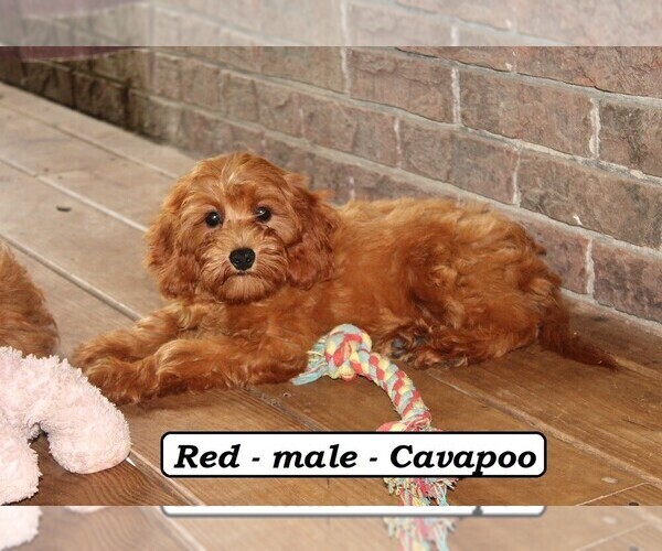 Medium Photo #3 Cavapoo Puppy For Sale in CLARKRANGE, TN, USA