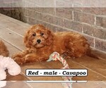 Small #2 Cavapoo