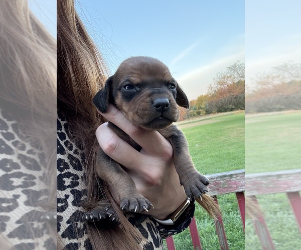 Medium Photo #9 Treeing Walker Coonhound Puppy For Sale in ZANESVILLE, OH, USA