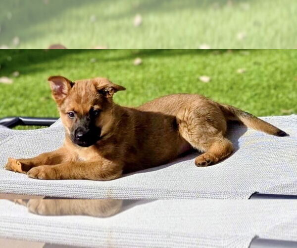 Medium Photo #1 Mutt Puppy For Sale in Royal Palm Beach, FL, USA