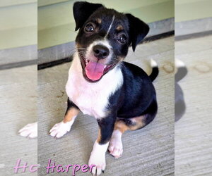Harley, Harper and Henry (SC) - Female Rat Terrier-Unknown Mix Dog for Adoption - Photo #4