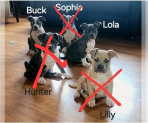 American Bully Litter for sale in MARION, OH, USA