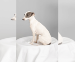 Small #5 Italian Greyhound