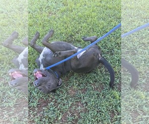 Thaddeus - Male American Staffordshire Terrier-Unknown Mix Dog for Adoption - Photo #18