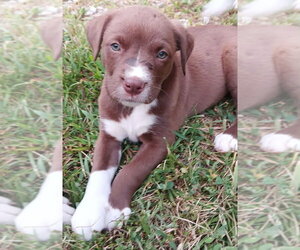 Labrador Retriever-Unknown Mix Dogs for adoption in Springdale, PA, USA