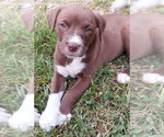 Small Labrador Retriever Mix