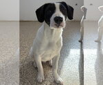 Small #2 Rat Terrier Mix