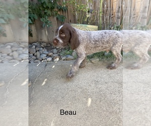 Wirehaired Pointing Griffon Puppy for sale in SACRAMENTO, CA, USA