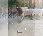 Small Photo #1 Wirehaired Pointing Griffon Puppy For Sale in SACRAMENTO, CA, USA