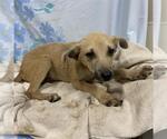 Small German Shepherd Dog Mix