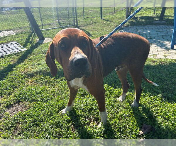 Medium Photo #1 Bloodhound-Unknown Mix Puppy For Sale in Ocala, FL, USA