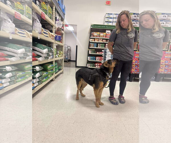 Medium Photo #3 Mutt Puppy For Sale in NEWPORT NH, NH, USA