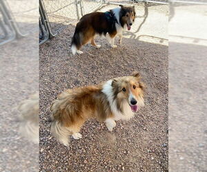 Mutt Dogs for adoption in Pueblo West, CO, USA