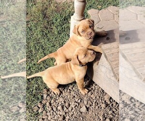 Dogue de Bordeaux Puppy for sale in EL RENO, OK, USA