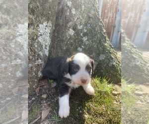 Miniature Australian Shepherd Puppy for sale in AMITY, AR, USA